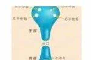 七孔陶笛简介 七孔陶笛指法图解
