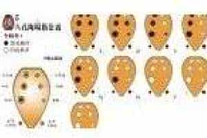八孔埙指法图表 各种八孔埙的指法表