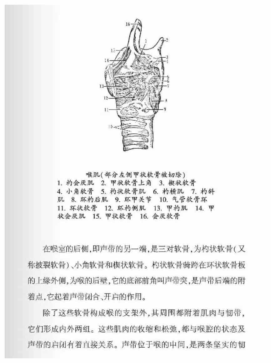 声乐基础知识《发声原理与生理是指什么？》_第2张