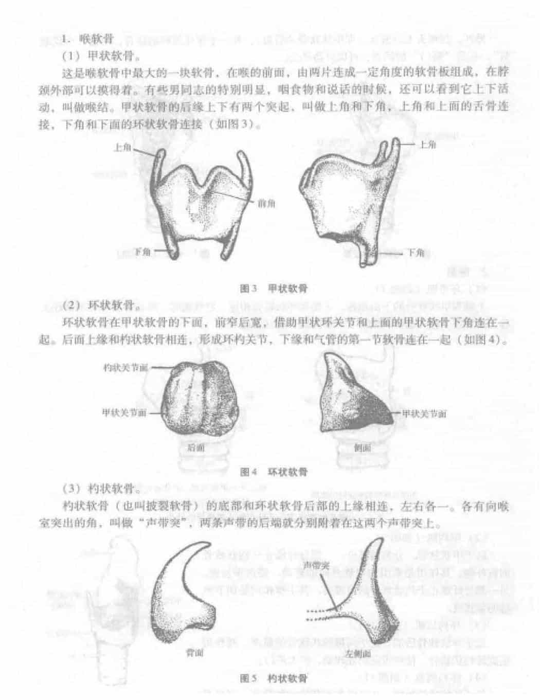 歌唱的发声《发声器官的构造及其工作原理》_第2张