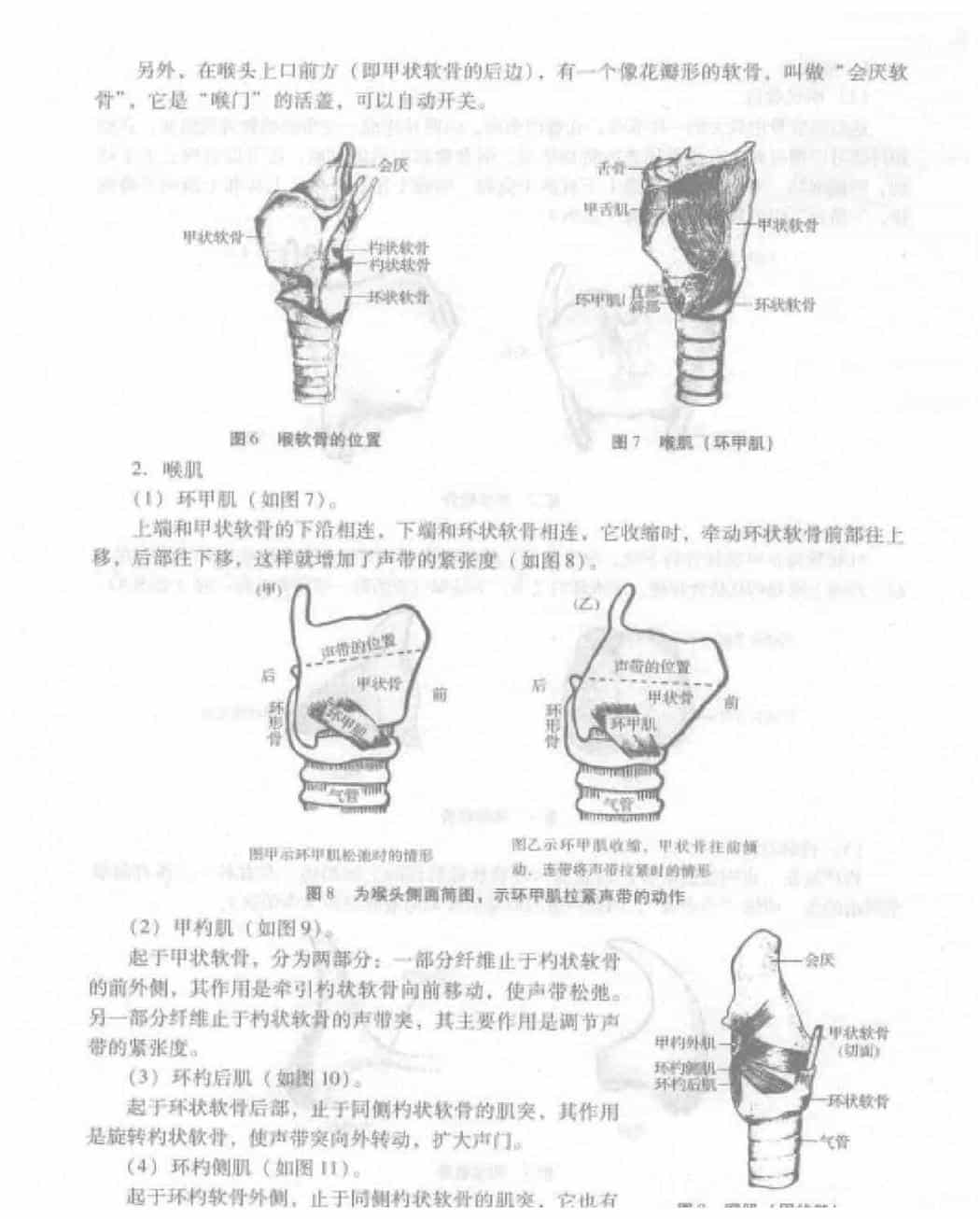 歌唱的发声《发声器官的构造及其工作原理》_第3张