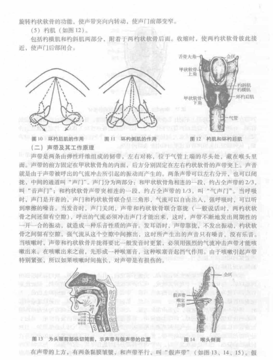 歌唱的发声《发声器官的构造及其工作原理》_第4张
