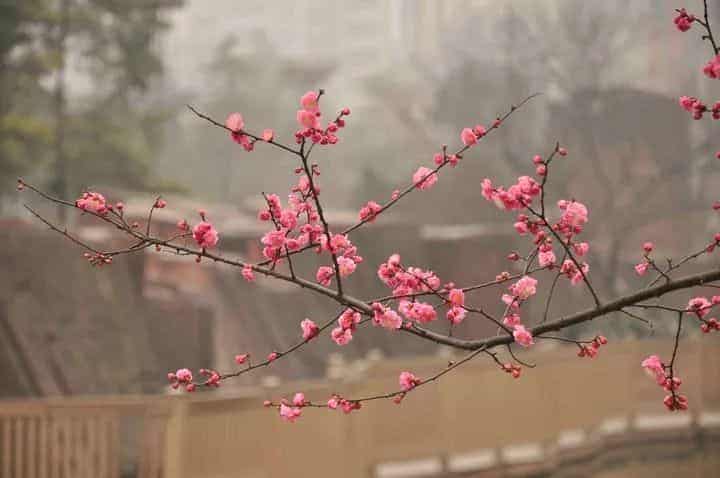 敲击出宛如潺潺流水般清脆的扬琴......_第2张